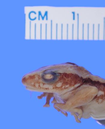 Media type: image; Herpetology A-17627